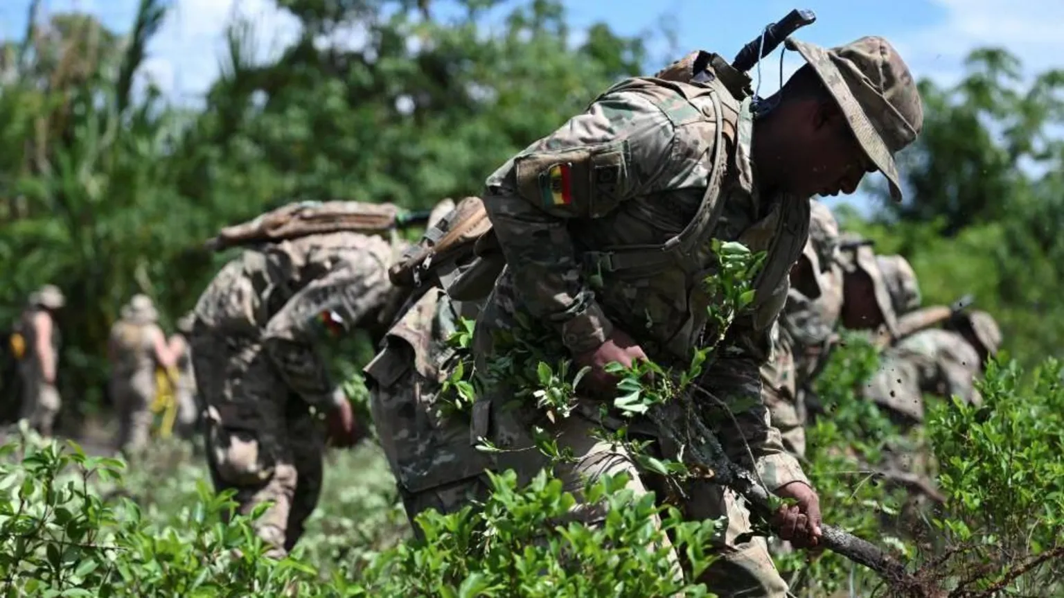 /Claudia Morales Bolivian soldiers destroy coca plants as part of an eradication programme of surplus coca leaf, as the country resumes operational cooperation with the US Drug Enforcement Administration (DEA) after a 17-year absence, in a move that the government says is part of a broader, multinational strategy to combat organised crime. The soldiers, in uniform, can be seen pulling up the plants.