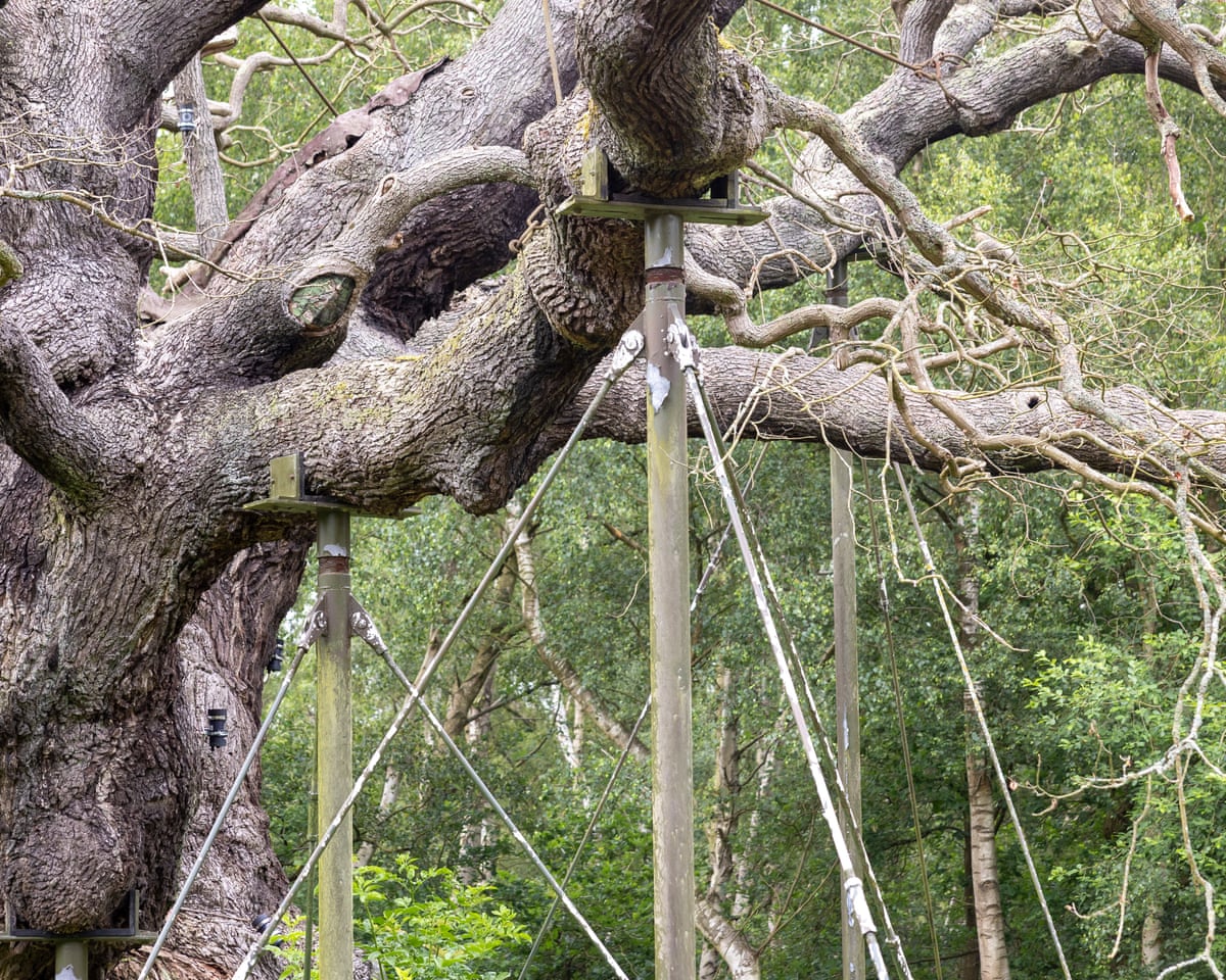 Tree branches supported by props