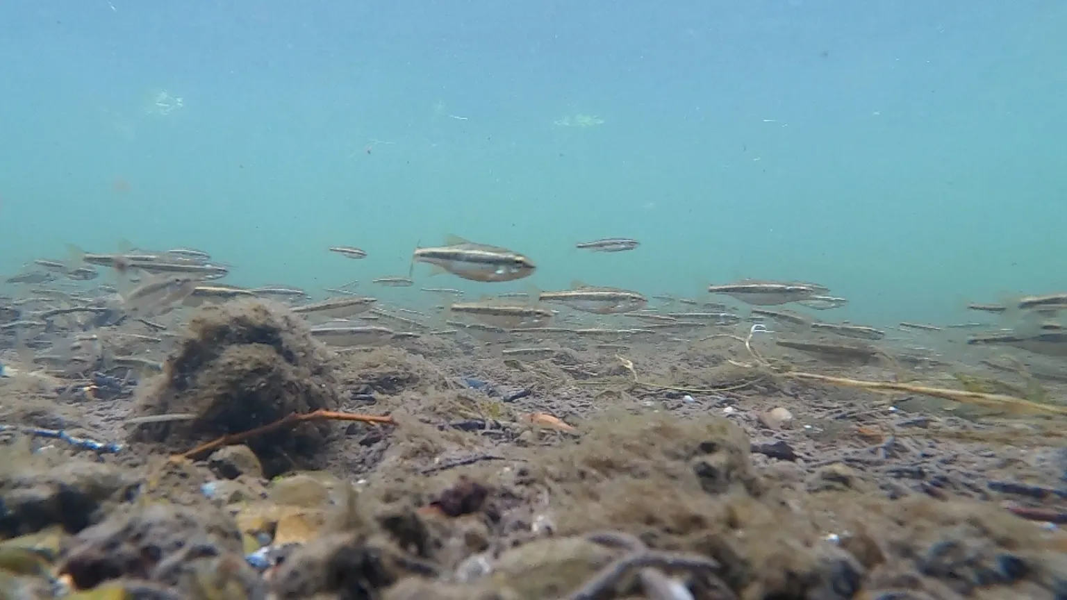 Scores of silver fish hug the gravel river river bed as the sunlight creates a vivid blue colour in the waters around them
