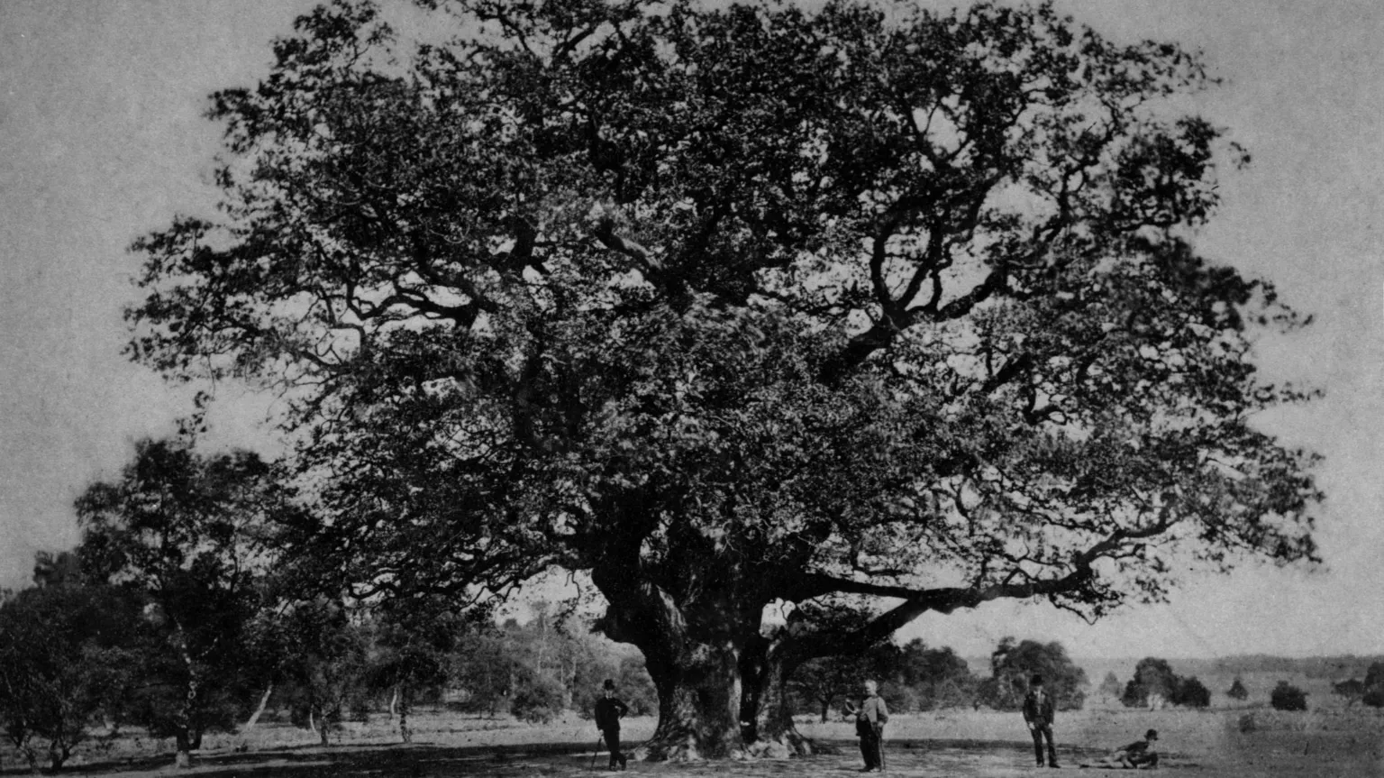 Reg Harris One of the first known images of taken of the Major Oak, according to the RSPB. A black and white image of the tree surrounded by a small group of men. One of them is laying on the grass under tree's canopy