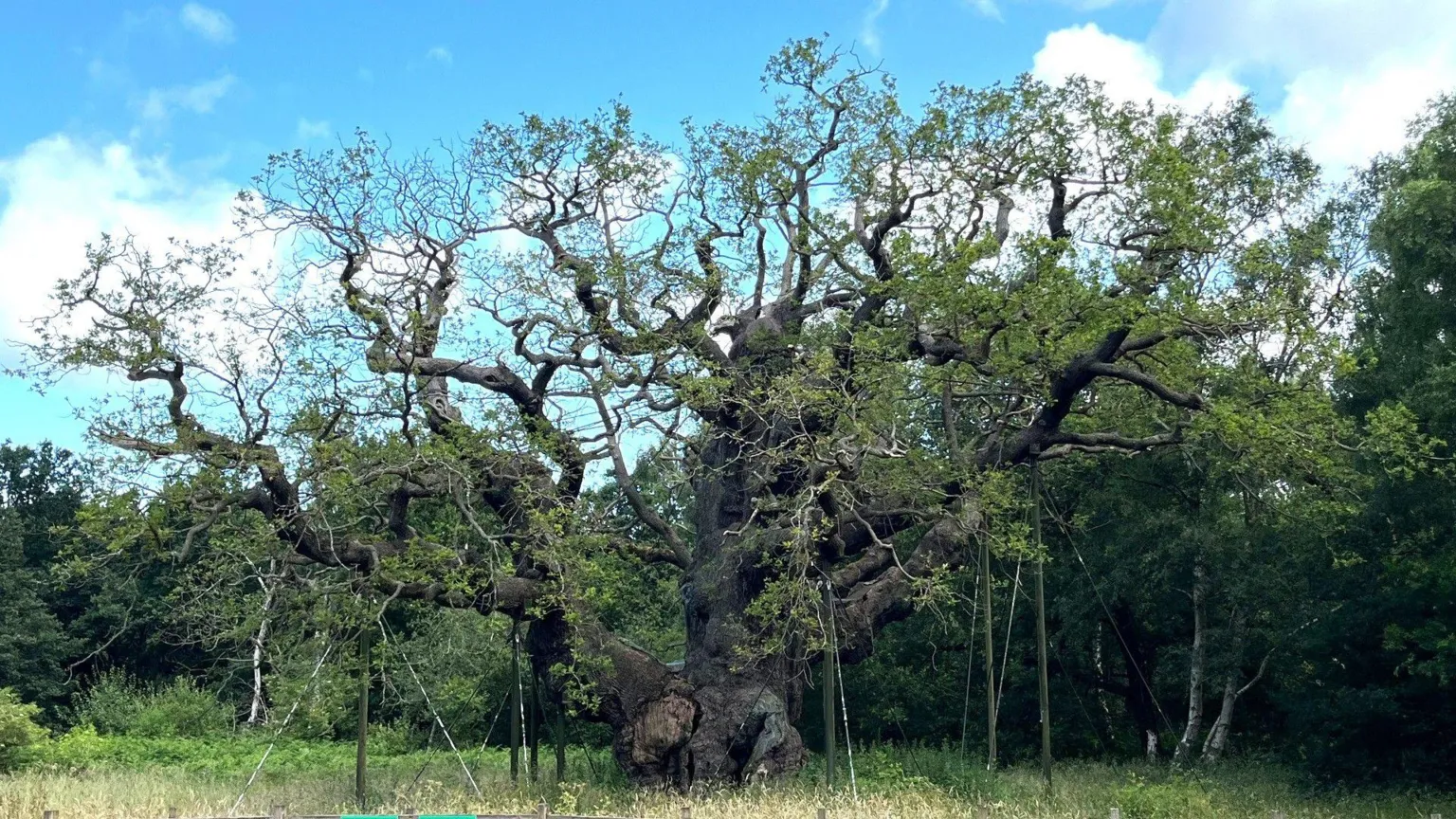 The Major Oak, an ancient oak tree in Sherwood Forest in Nottinghamshire. The image shows the tree with a few leaves in 2024