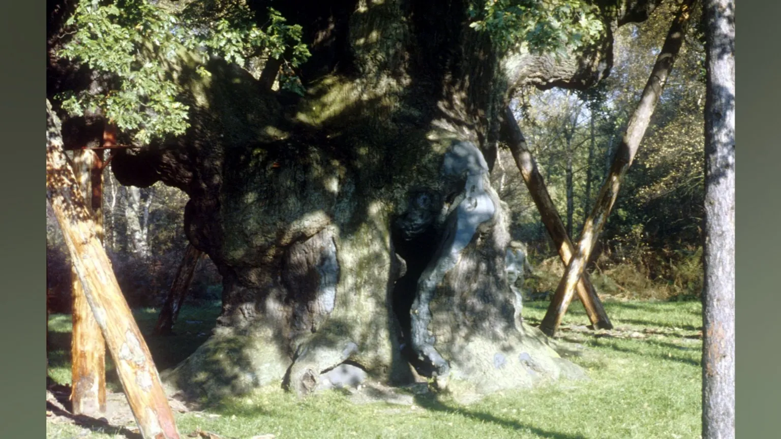 An image of the Major Oak taken on 1 June 1988