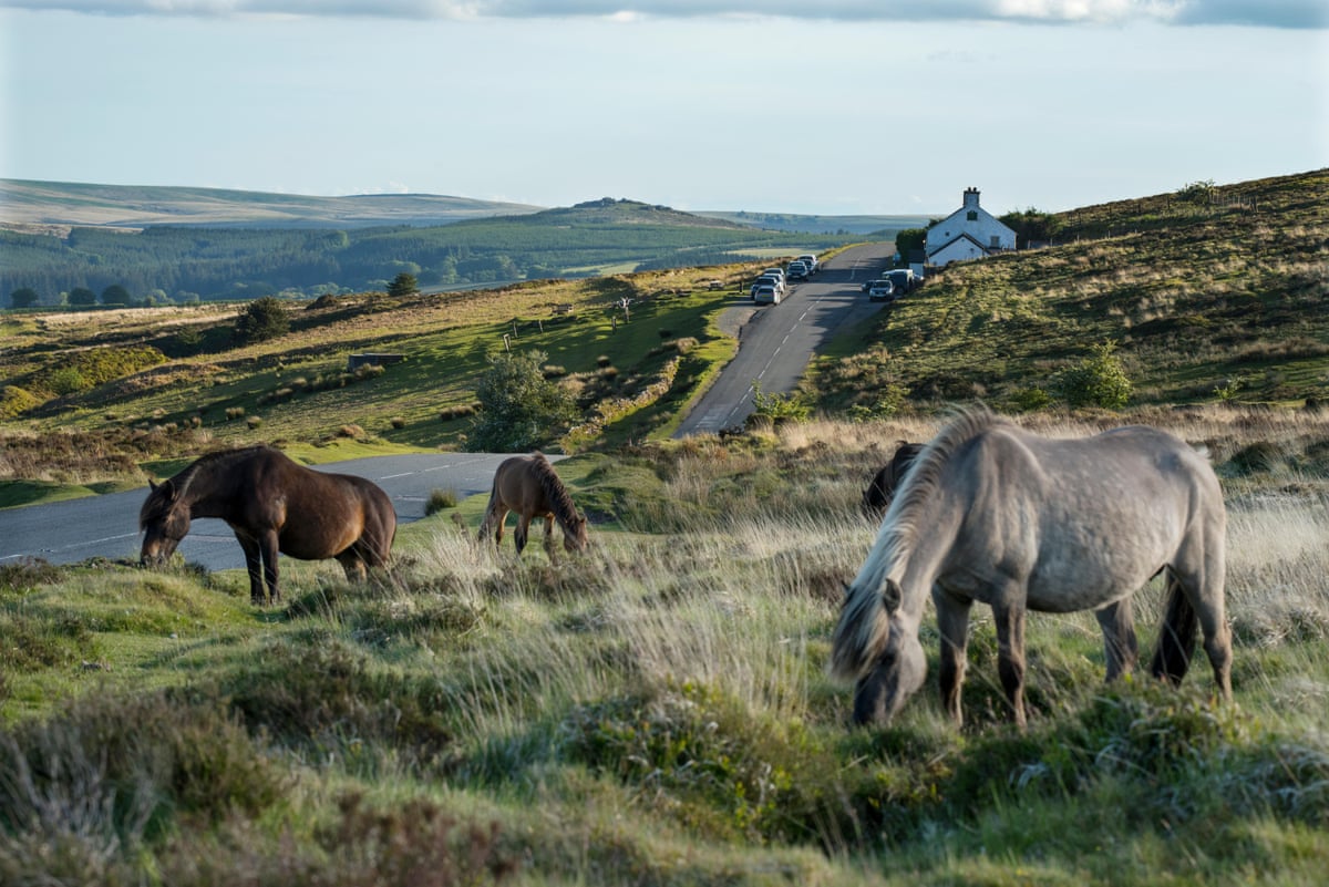 Dartmoor Hill Ponies on Dartmoor, Devon.