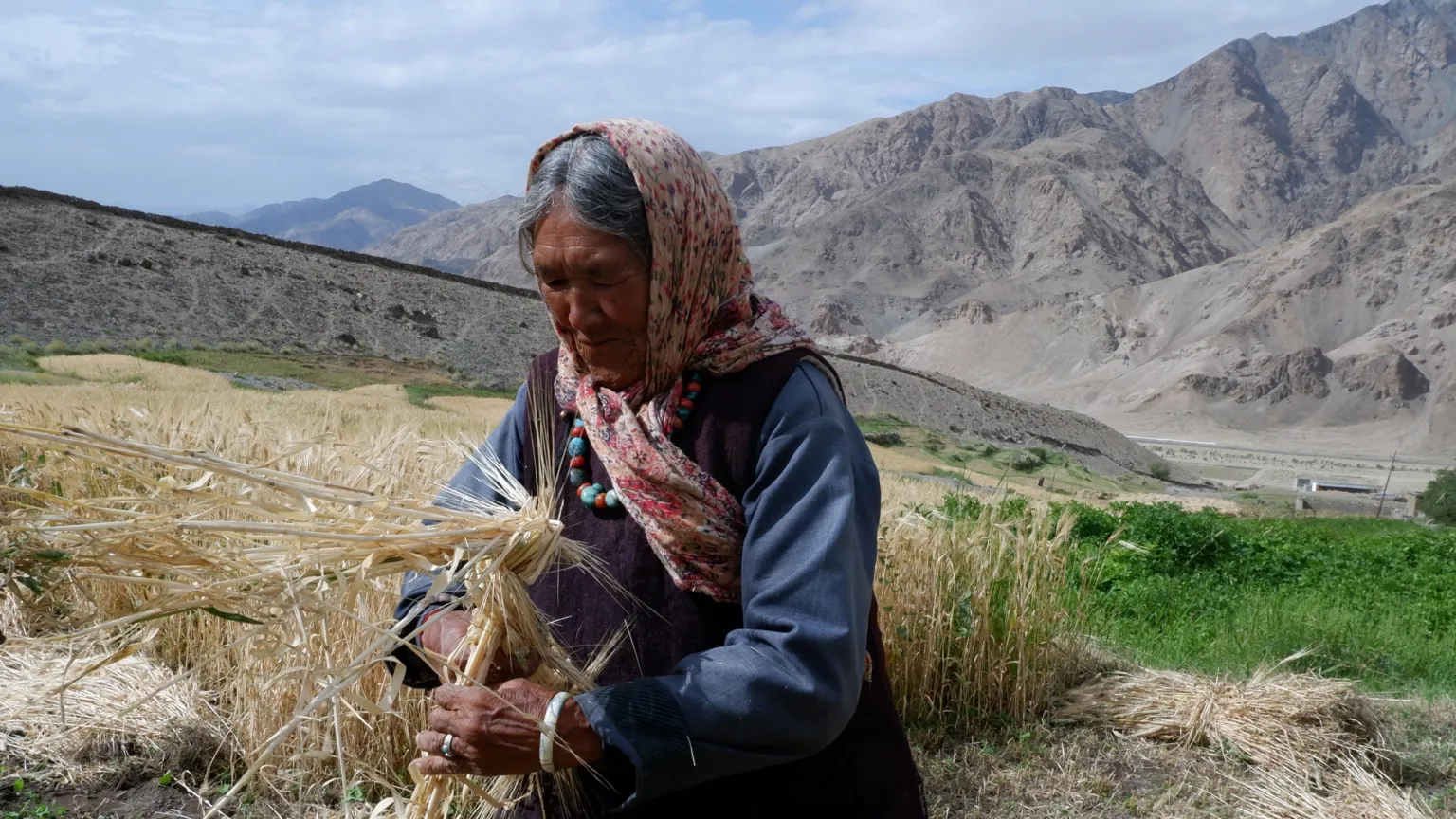 Acres of Ice An older female farmer holds a straw-like crop. Behind her is a green field and mountains.