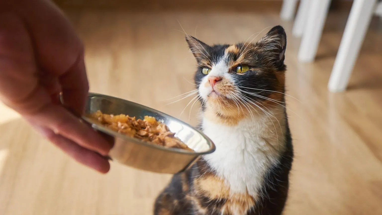  A cat sniffs at a bowl of food. It is a tabby cat with splodges of ginger, brown and white. 
