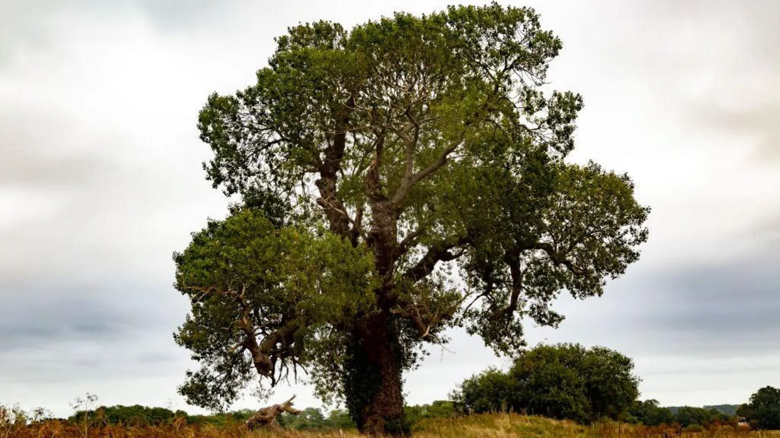  A large tree stands alone in an open grassy field under a cloudy sky. The thick trunk and wide branches support dense green foliage spreading outward. Surrounding shrubs and distant vegetation add depth to the natural landscape.