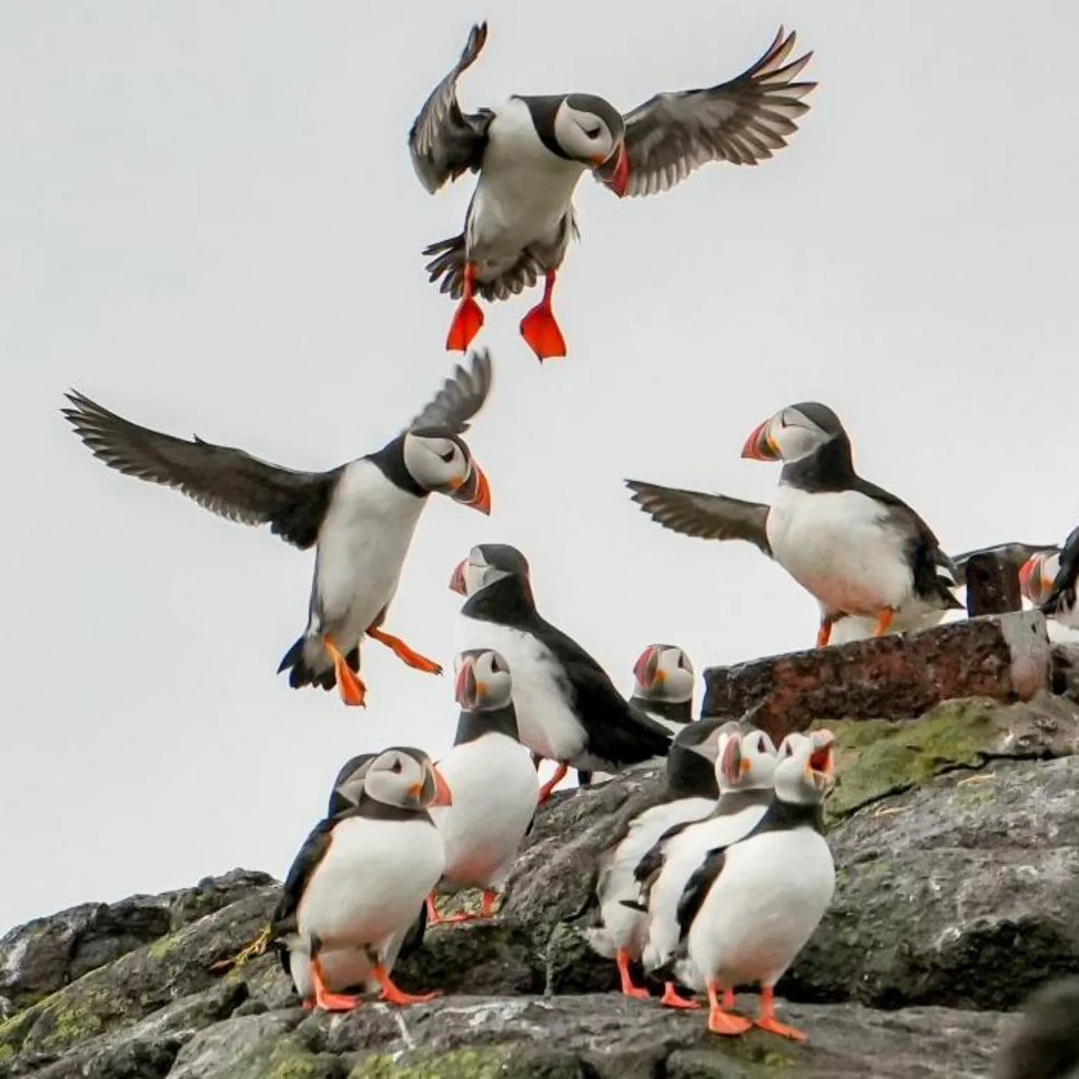 Frank Urban A group of puffins on a rock, two are in flight, one has a wing outstretched.