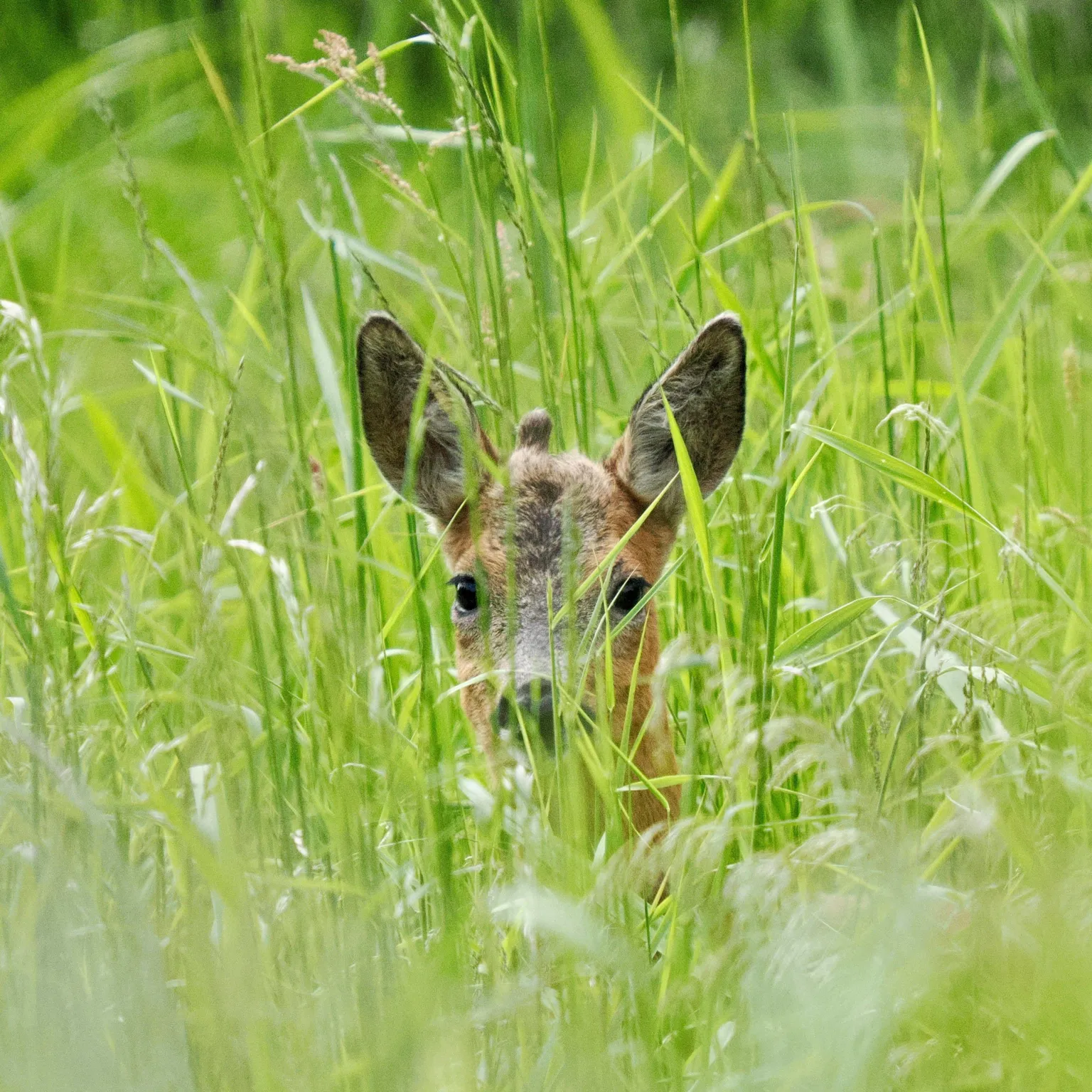 Gerry Macdonald A roe deer hiding in long grass, looking in the direction of the camera.