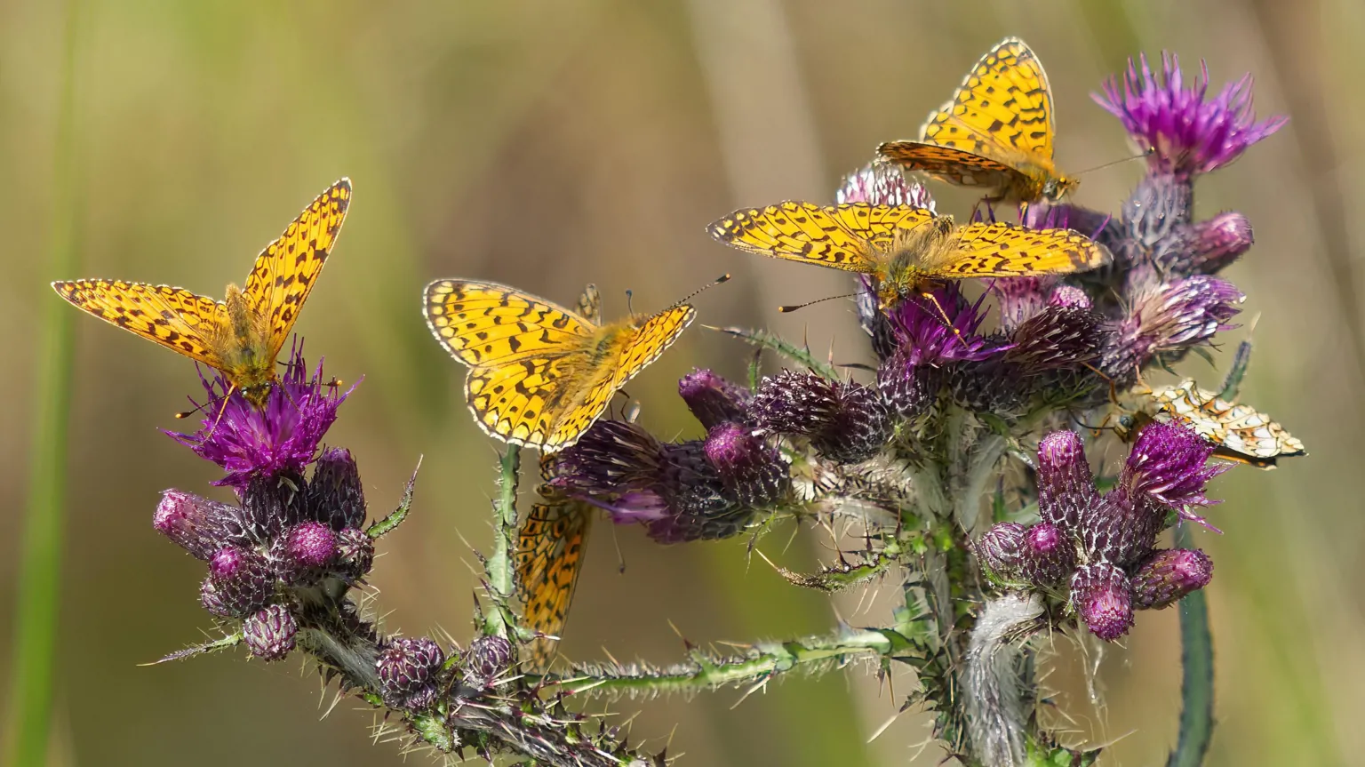 Walter Ritchie Yellow-patterned butterflies sitting on a bunch of purple-headed thistles.