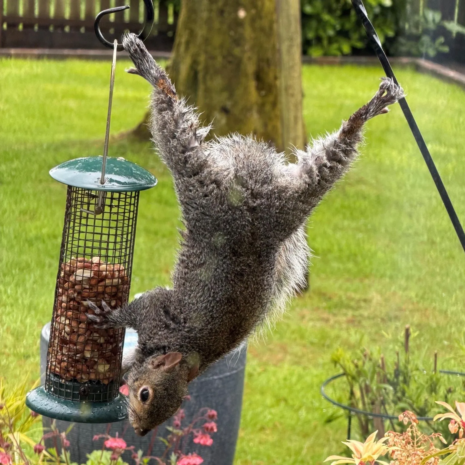 Alison Jones A grey squirrel stretched out in an acrobatic manner to access a nut holder in a garden.