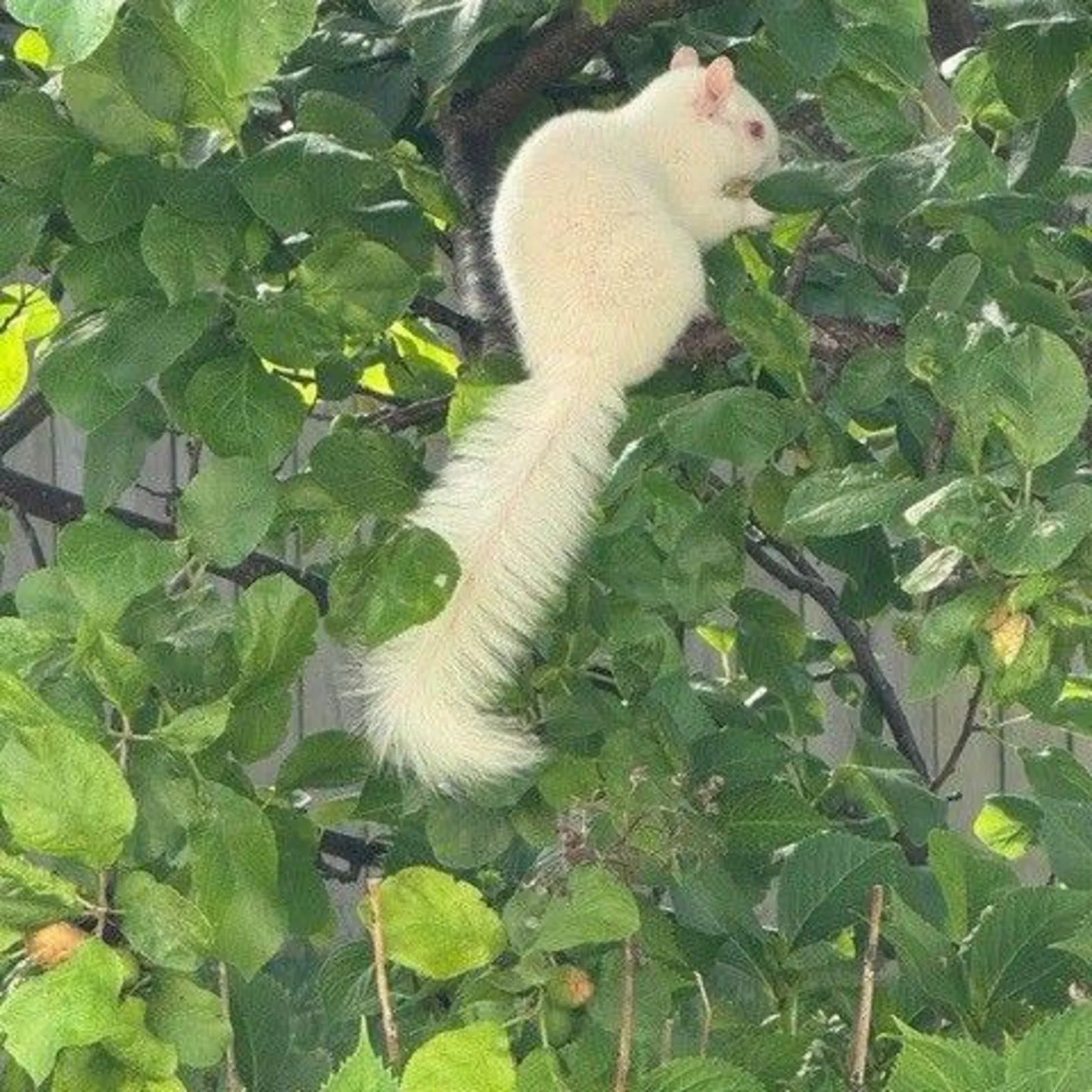 Simon Nicholson An albino squirrel with a long bushy tail among green leaves in a tree.
