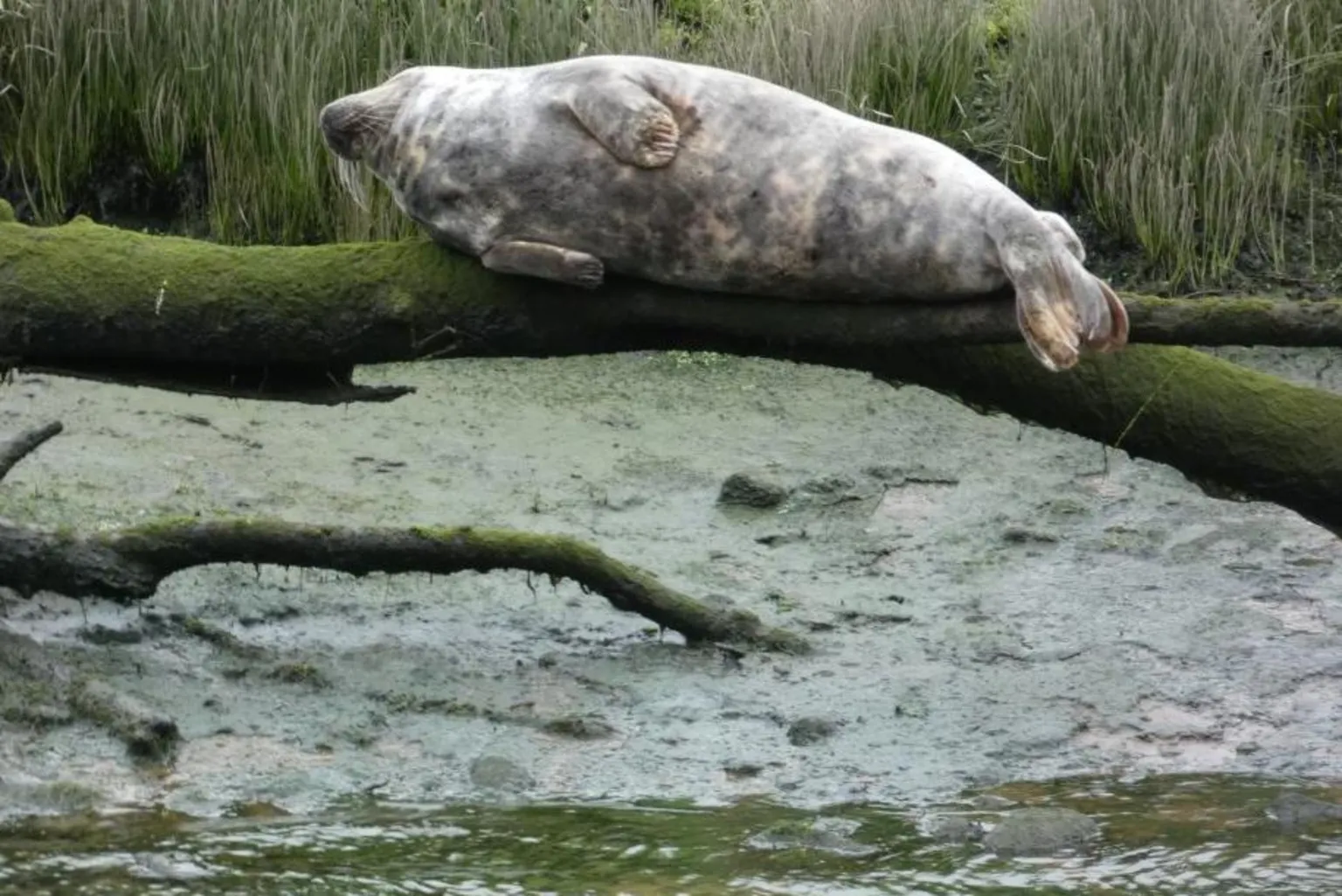 Alastair Mudie A large seal lying on a thick bit of tree over a stretch of water.