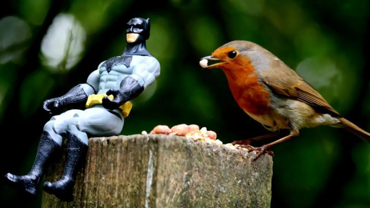 Jimmy Mason A Robin sitting on a fence post eating some nuts, next to a Batman toy.