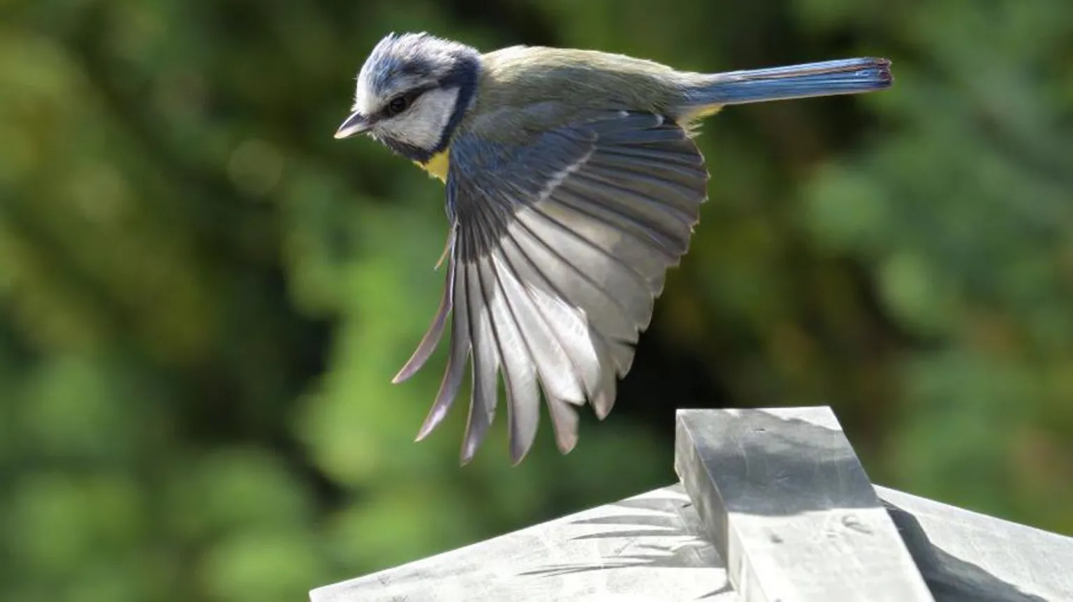 Iain Kirkpatrick A close-up of a blue tit in flight in a garden, over a bird table.