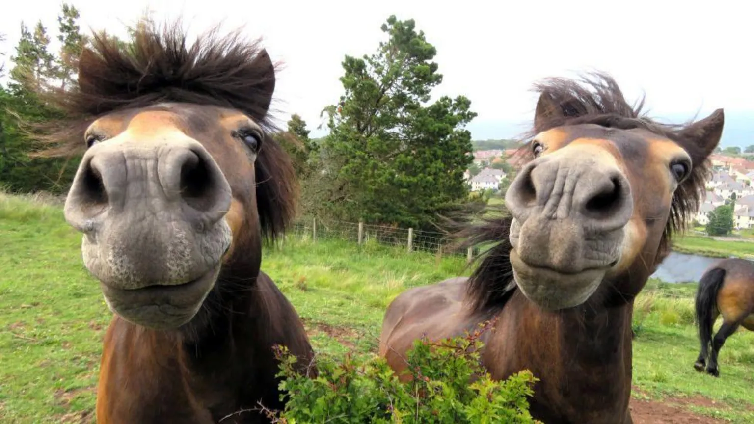 Sylvia Beaumont Two brown Exmoor ponies with the faces close to the camera, in a green field.