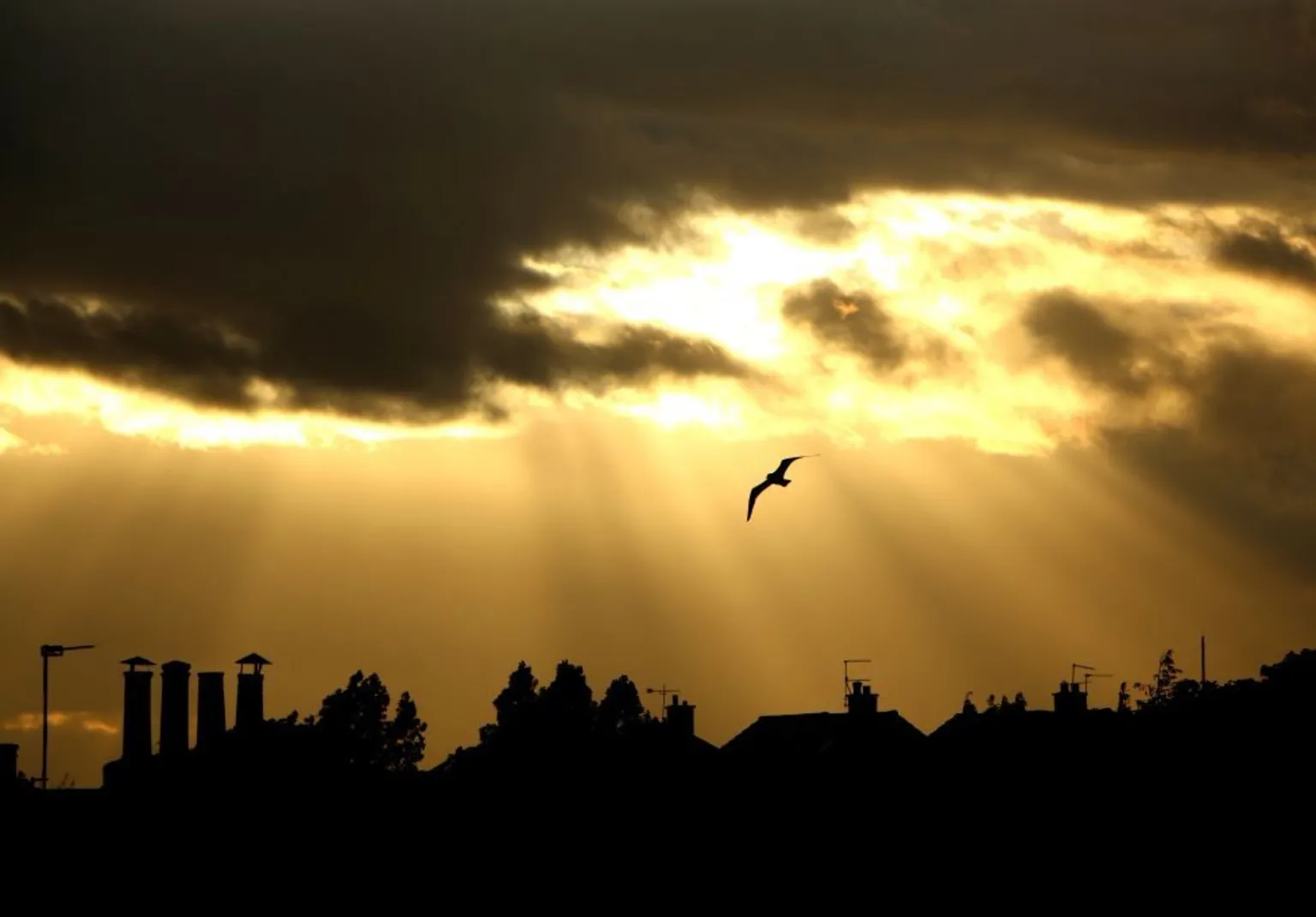 Marie-Pierre Garoway Rooftops silhouetted under sunlight with a bird in flight above them.