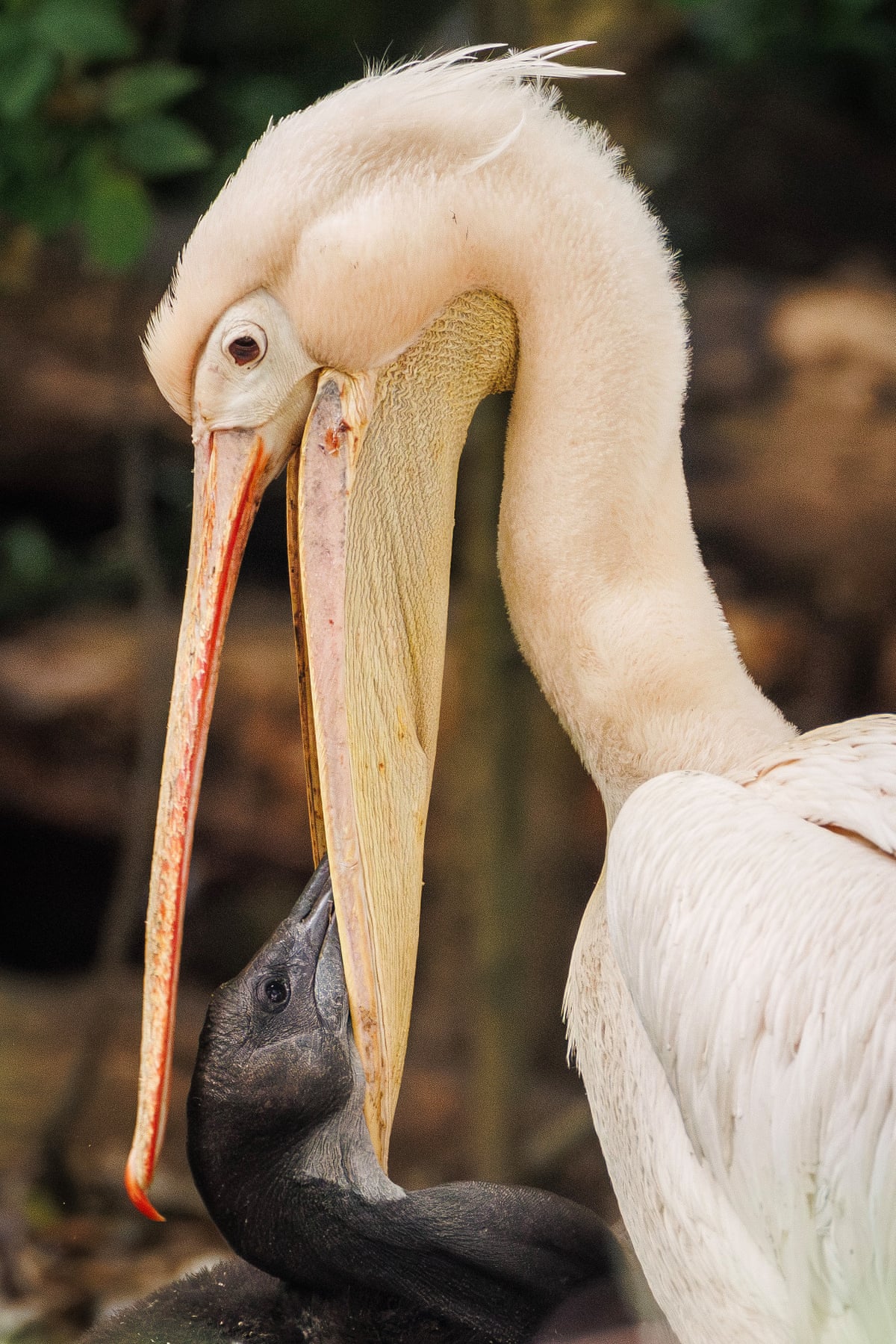 Adult pelican feeding its chick