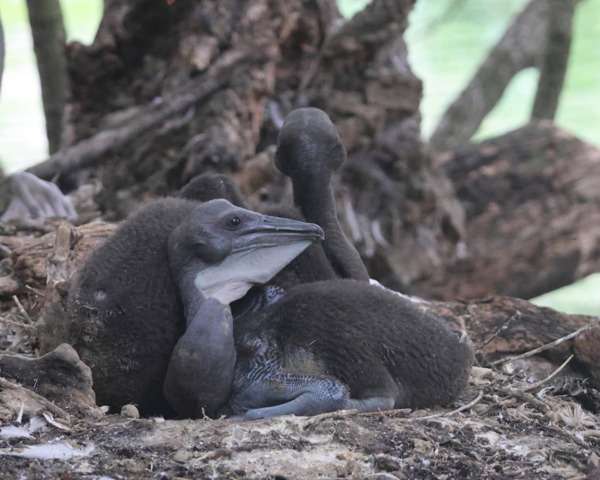 The brown chicks in their nest