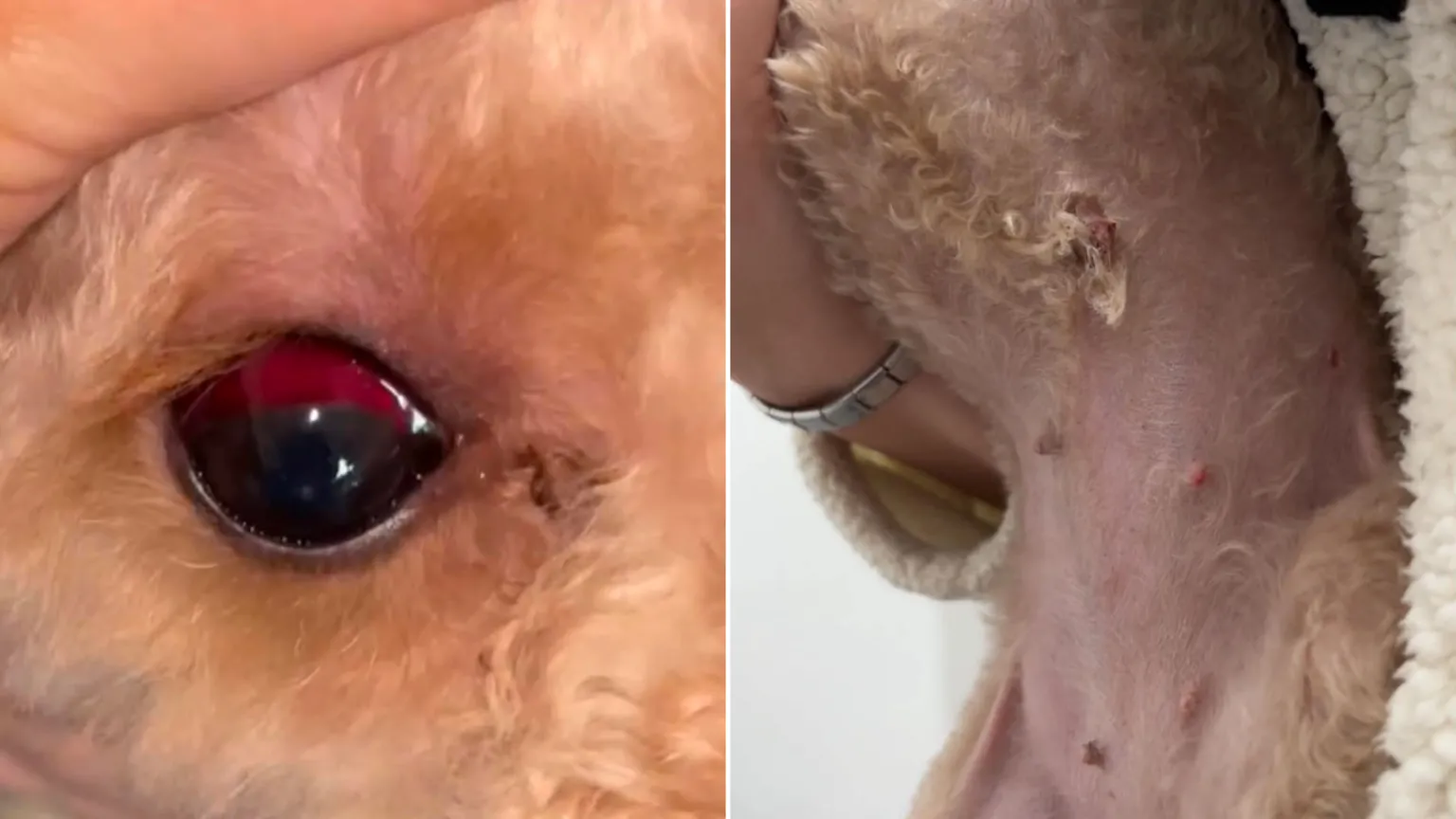 Tegan Williams Two pictures side by side. On the left is a close-up shot of a dog's eye, which is red. On the right is a close up of a dog's tummy with a small wound on one nipple.