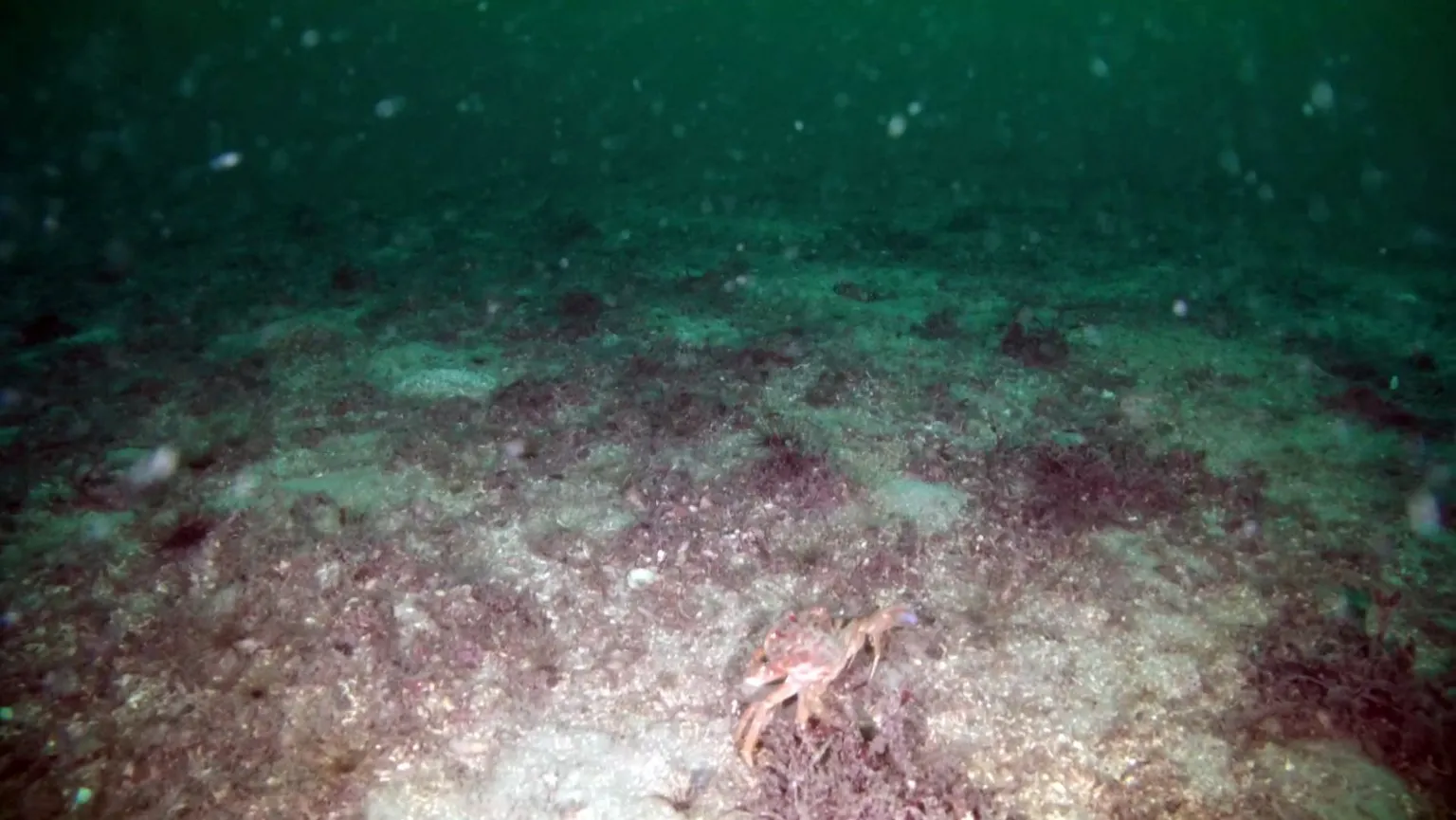 Open Seas A crab walks across the seabed.