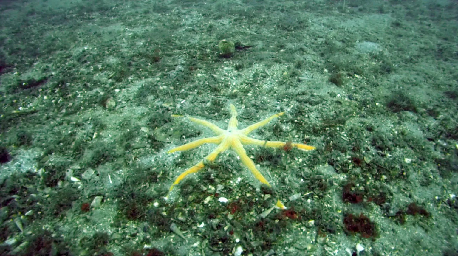 Open Seas A large six-armed sea star on the sea bed among a bed of pink maerl.