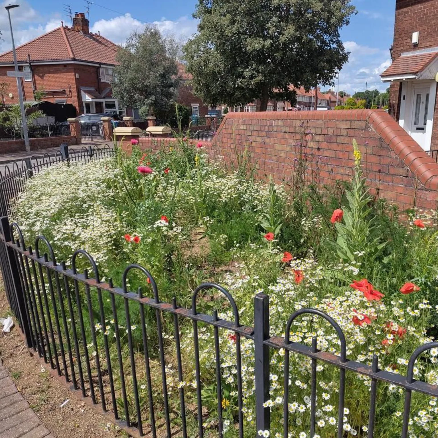 John Pickles A patch of wild flowers on a small piece of land between black railings, which sweep around to the right, and a brick wall at a street corner, with houses of a mid-20th Century style in the background. 