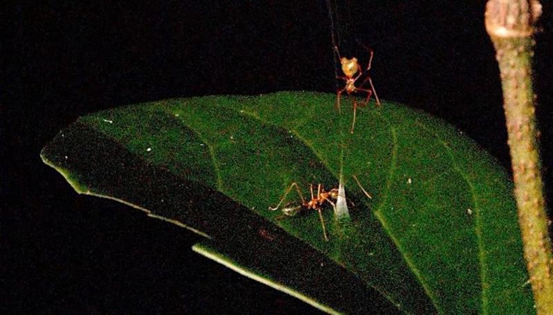 A green ant is pictured approaching the trap set on a green leaf, with the ballista spider waiting above