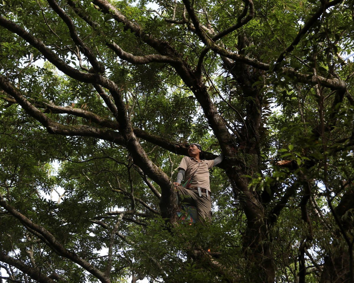A researcher climbs high in a tall, ancient tree.