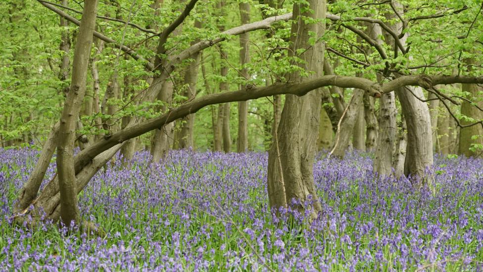 Astonbury Wood, showing a large number of big trees, with green foliage on them, and a blanket of bluebells beneath them. 