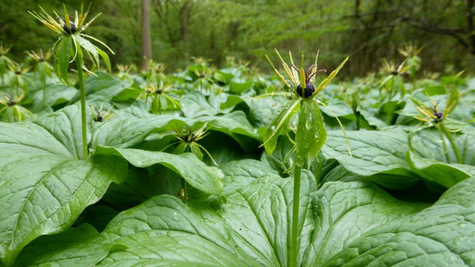 Herb-Paris, a plant with very large green leaves, and a stem with a flower at the top, that looks spiky. There are trees in the distance with lots of leaves on. 