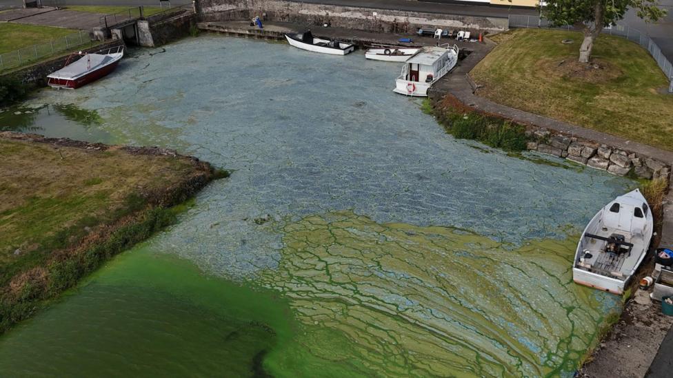 Blue-green algae at Battery Harbour on Lough Neagh near Cookstown in Co Tyrone.