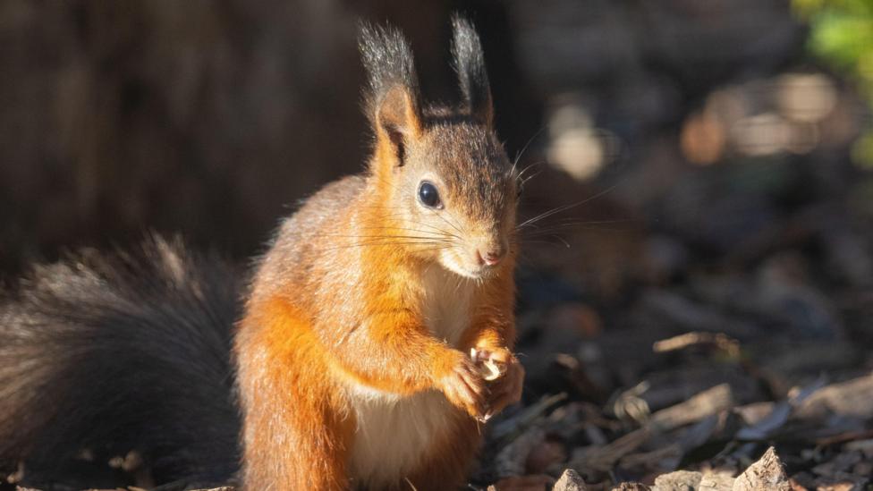 A red squirrel standing on the ground