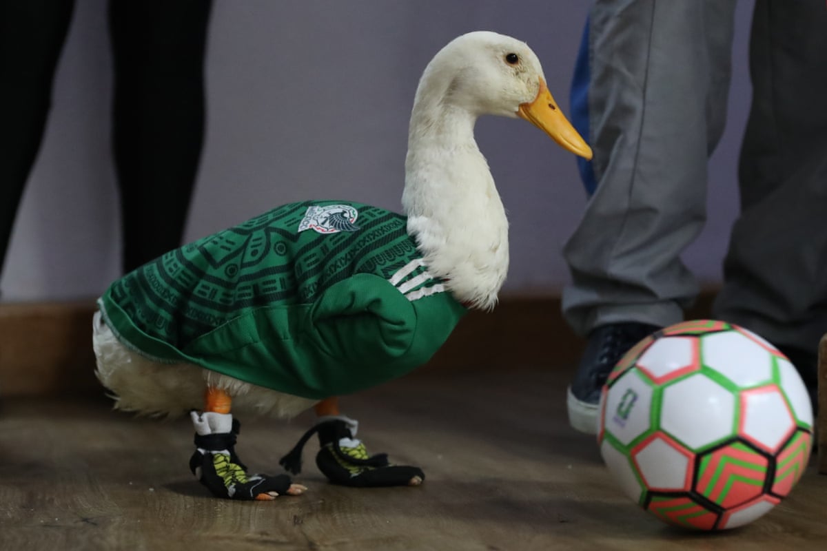 A duck steals wearing a Mexico football shirt