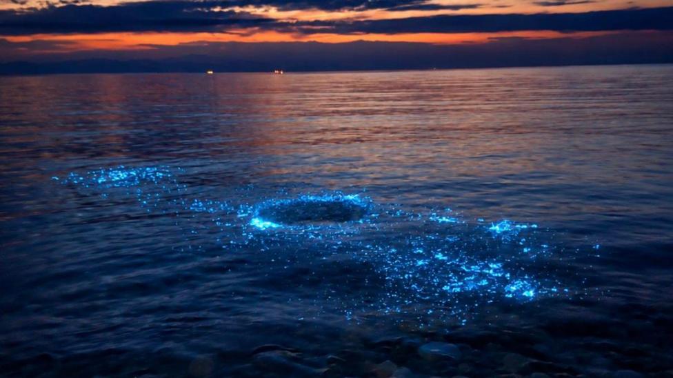Bioluminescent plankton at Penmon Point. A bright blue glow can be seen in speckled in the water. There is an orange glow from the sunset at the top of the image.