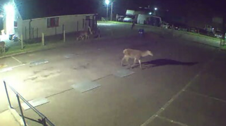 In colour CCTV footage, a red deer can be seen wandering through a car park in Helmsdale at night.