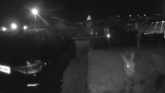 A deer stands by the front of a house in black-and-white doorbell camera footage captured in Helmsdale at night. The animal's eyes are glowing white due to the house lights.