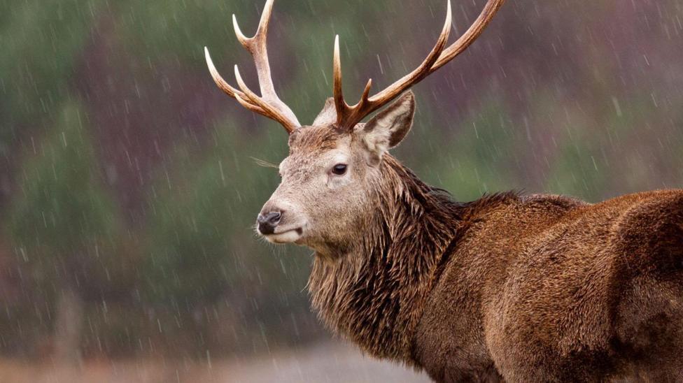 A red deer stag with large antlers stands near an area of woodland in pouring rain.