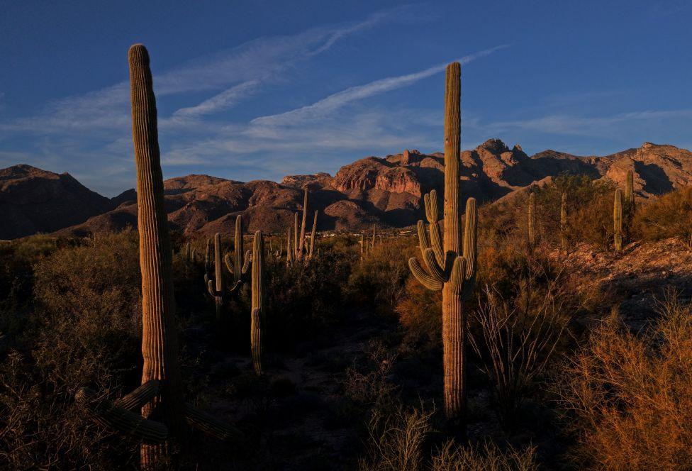Cactus plants litter the mountainous landscape