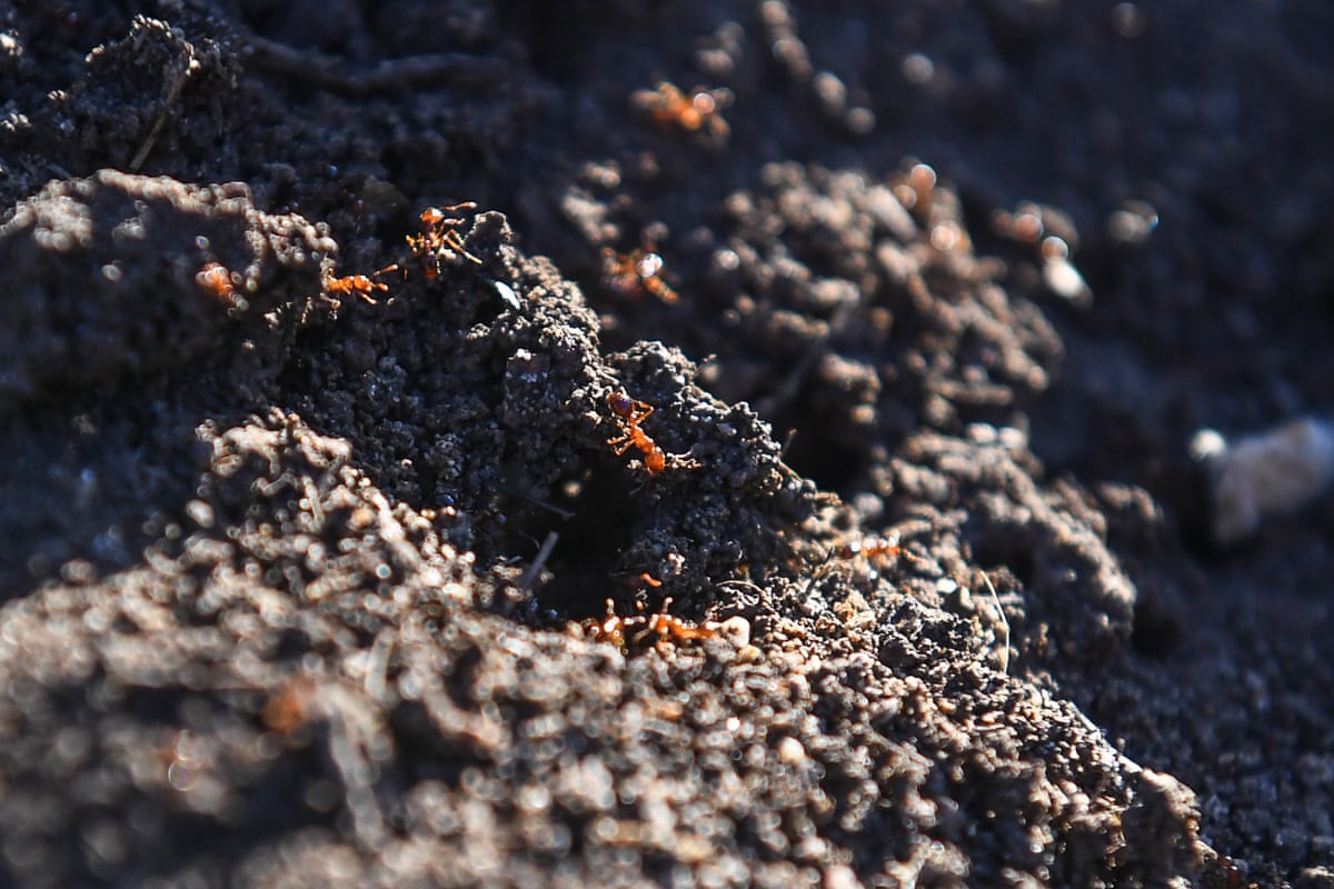 Fire ants