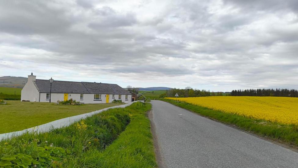 A white cottage with a grey slate roof and yellow doors sits on one side of a road. A field of yellow oilseed rape is on the other. Yellow wild flowers grown from the grass banking on the road. The sky is cloudy.