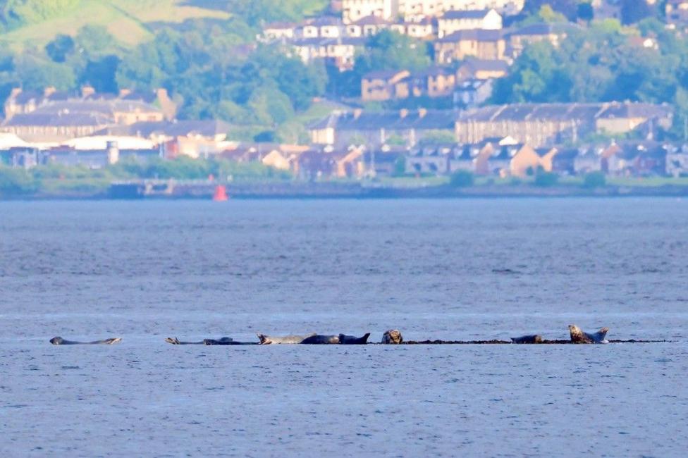 Grey seals in the water with houses and fields on the other side of the Firth. 