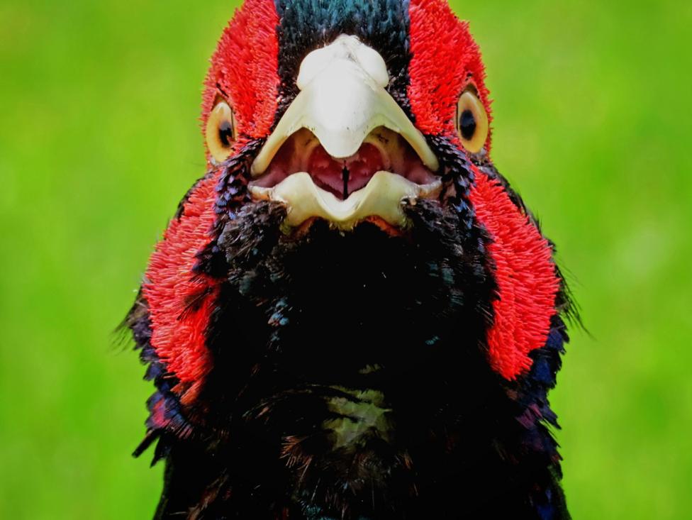 A close-up image of a pheasant's face. It is primarily black with red feathers around its eyes.