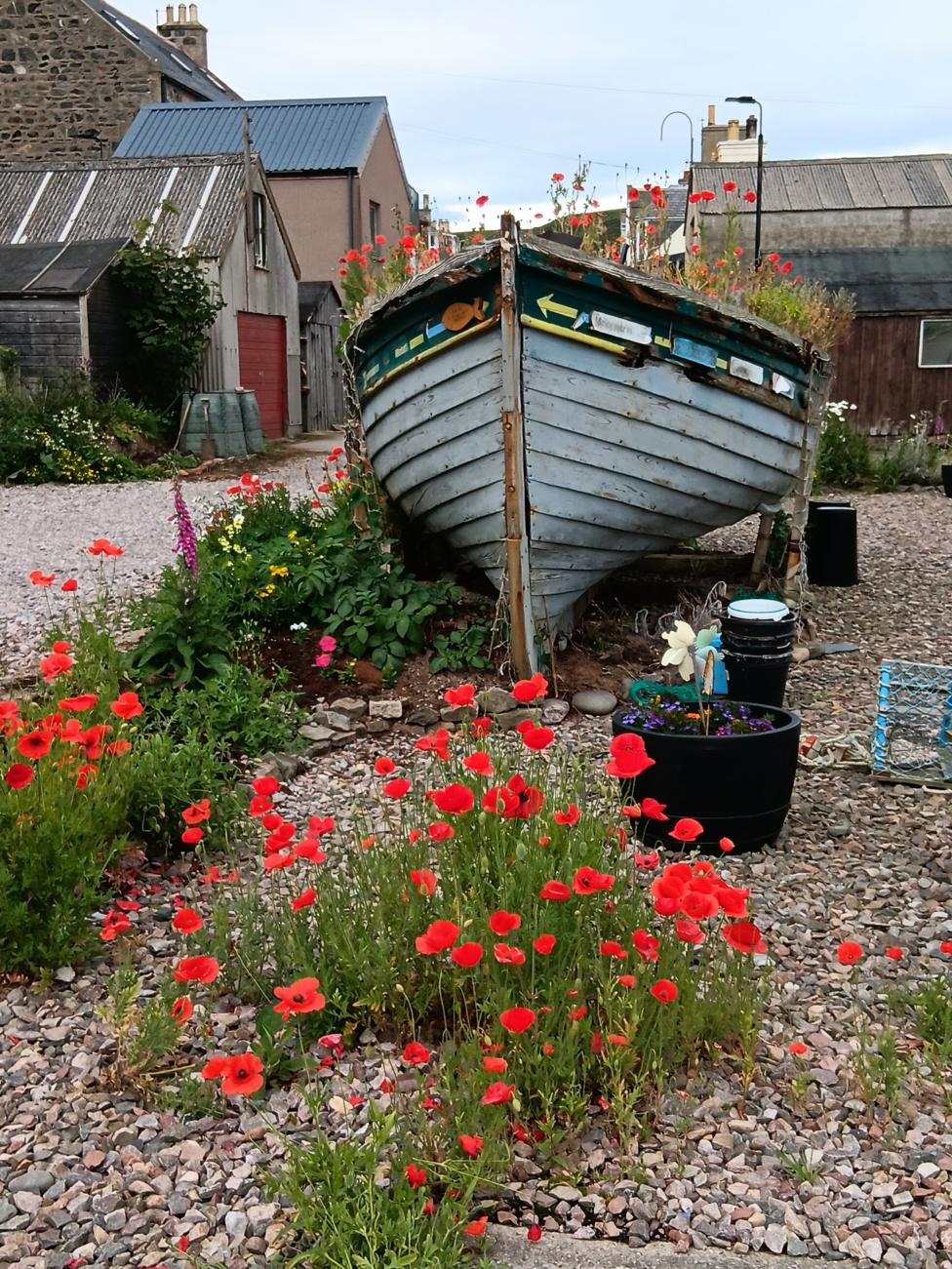 A boat filled with and surrounded by red flowers. It sits in a farm courtyard with buildings in the background.