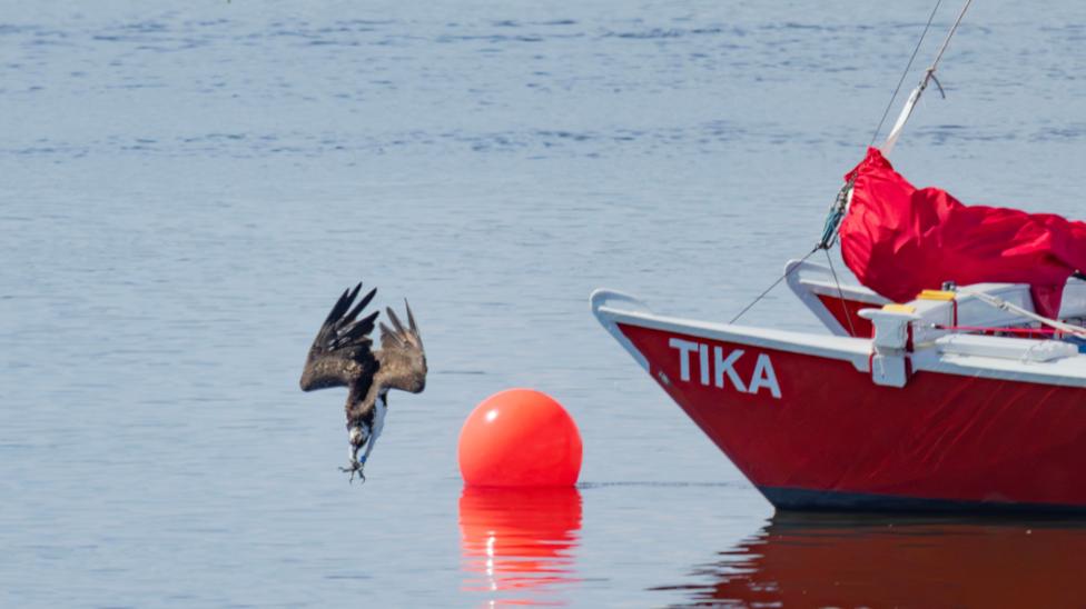 An osprey diving into the water. A red boat and orange buoy are on the right.