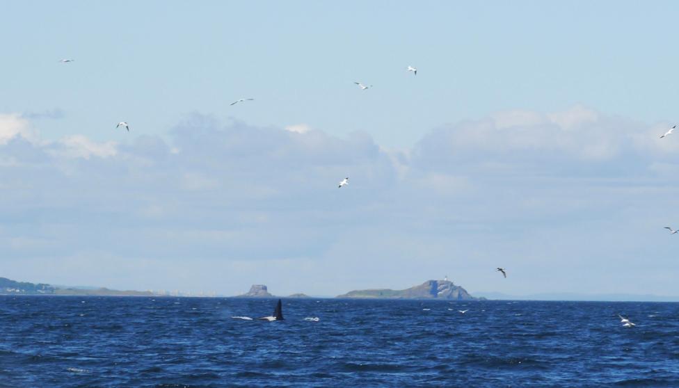 The dorsal fin of a whale in the sea. There a birds flying around and the Isle of May and Bass Rock in the background.