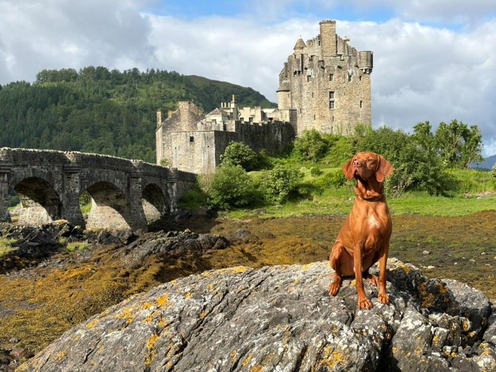 A dog sitting on a rock in front of Eilean Donan Castle. There is a stone bridge on the left and trees surrounding the castle and in the background.