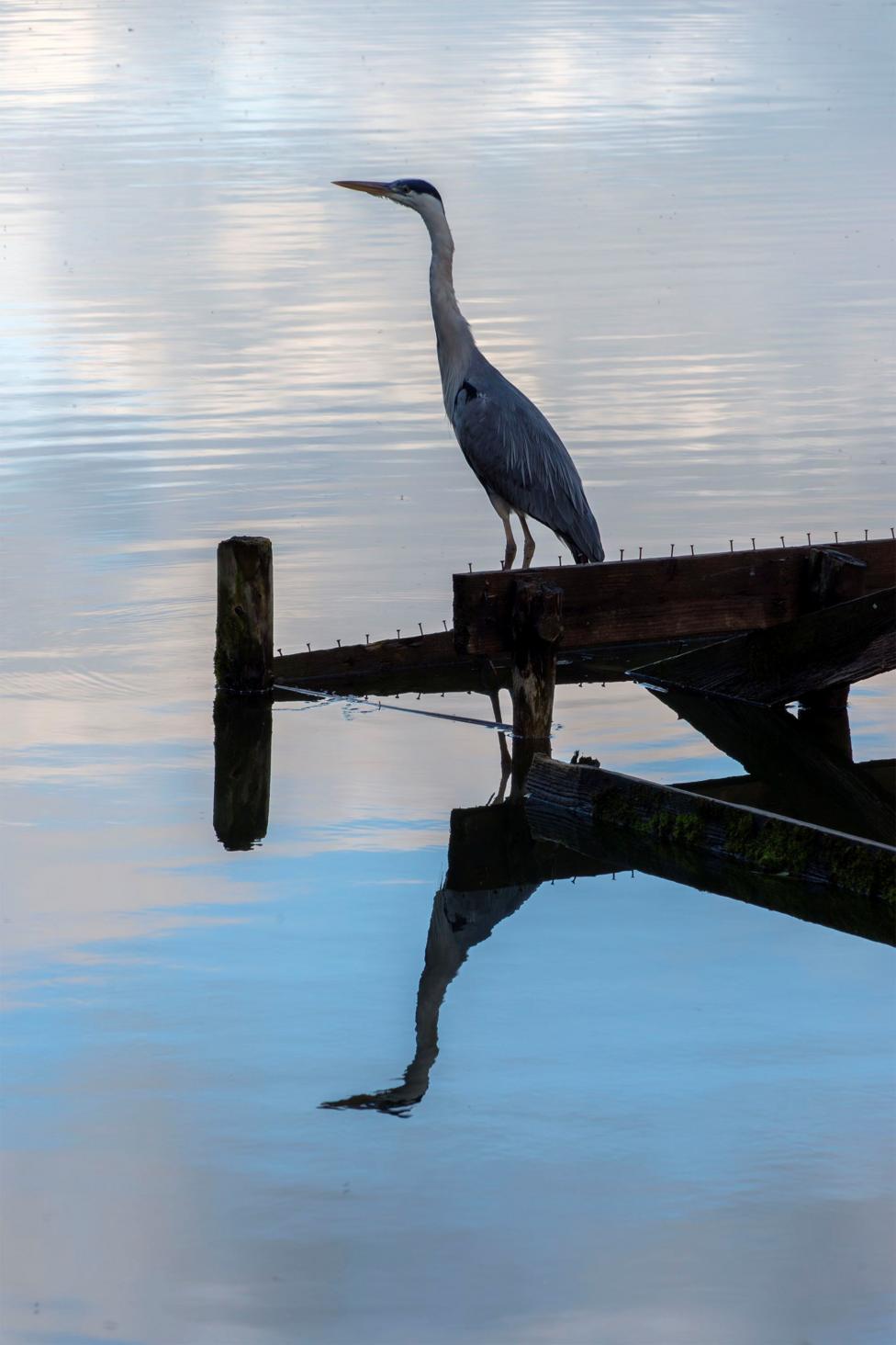 A heron standing on wooden pier. The water is still with the reflection of the heron in it. 