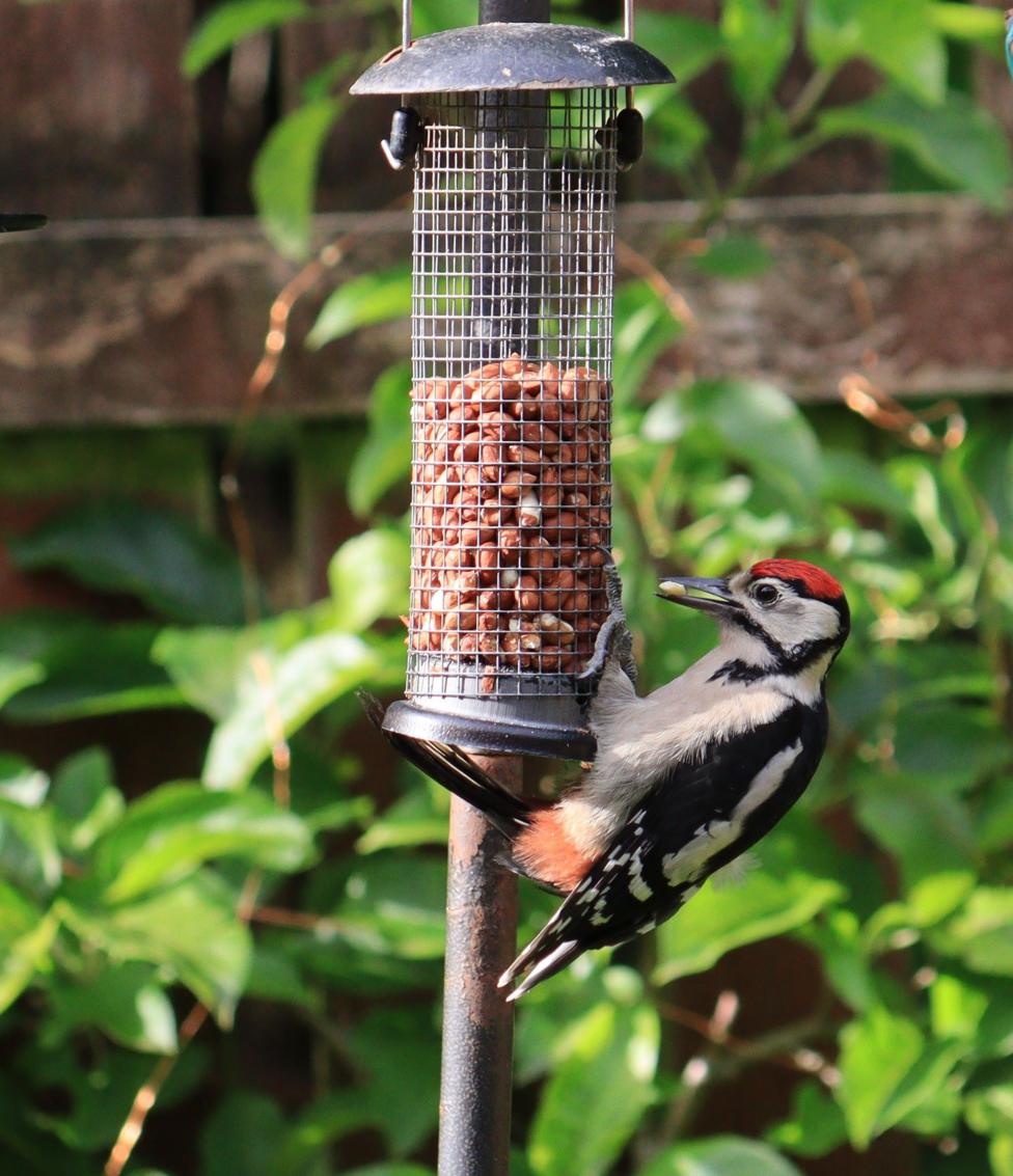 A black and white woodpecker with a red head on a bird feeder in a garden. There is a fence with bushes in the background.