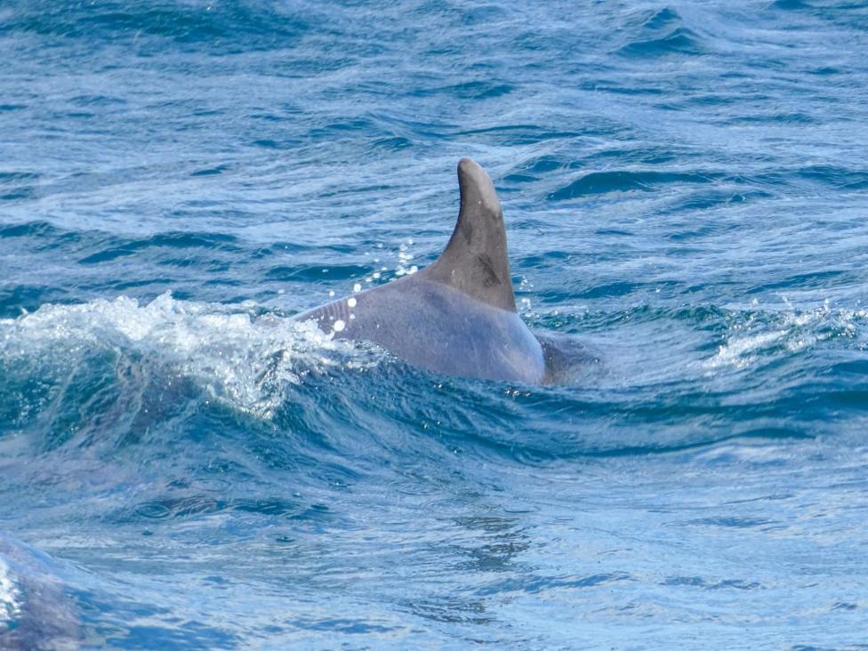 The dorsal fin of a dolphin among waves in the sea.