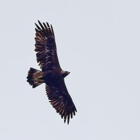 A golden eagle flying majestically